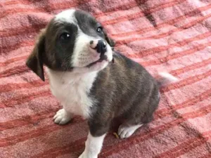 Cachorro raça SRD idade 2 a 6 meses nome Filhotes de 3 meses