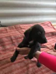 Filhotes de 3 meses