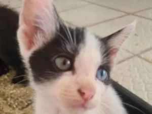 Gato raça Peludinha idade 2 a 6 meses nome Sem nome