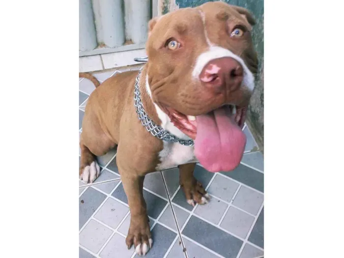 Cachorro raça Pitbull  idade 1 ano nome Niklaus 
