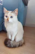 Jolie