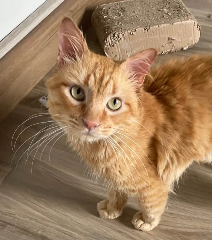 Gato raça Srd idade 7 a 11 meses nome Ferrugem 