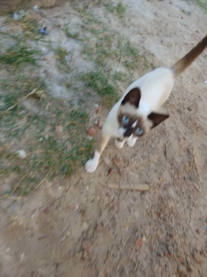 Gato raça Siamês  idade 2 a 6 meses nome Mica
