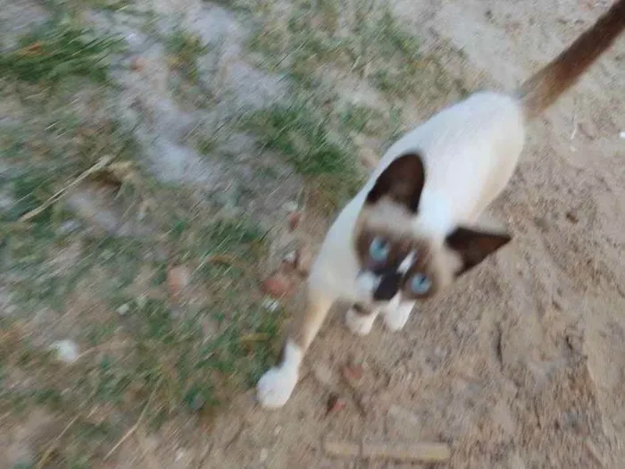 Gato raça Siamês  idade 2 a 6 meses nome Mica
