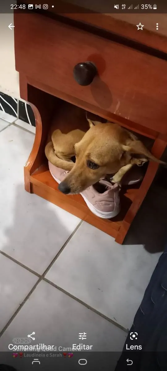 Cachorro ra a Desconhecido  idade 3 anos nome Elle