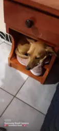 Elle
