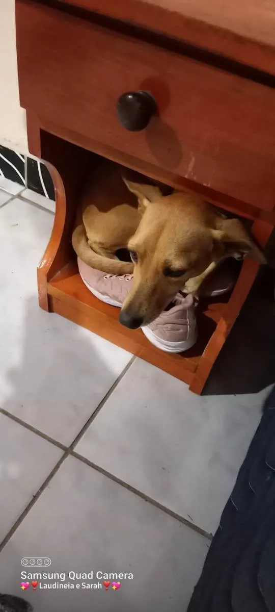 Cachorro ra a Desconhecido  idade 3 anos nome Elle