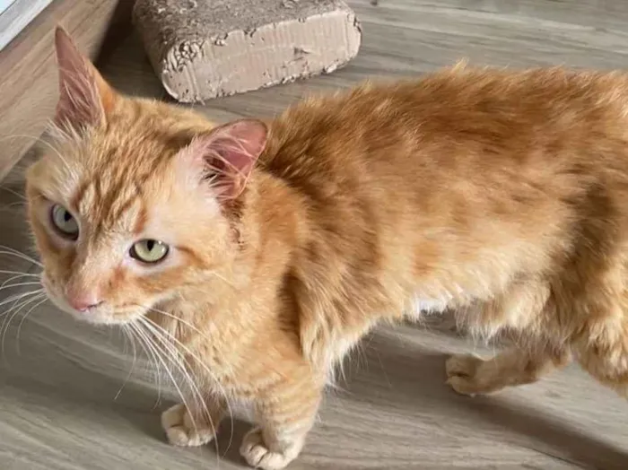 Gato raça Srd idade 7 a 11 meses nome Ferrugem 