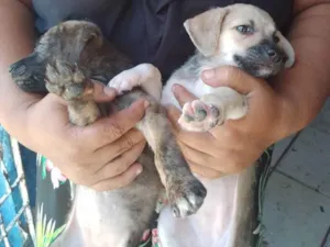 Cachorro raça Srd idade Abaixo de 2 meses nome Sem nomes