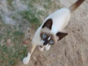 Gato raça Siamês  idade 2 a 6 meses nome Mica