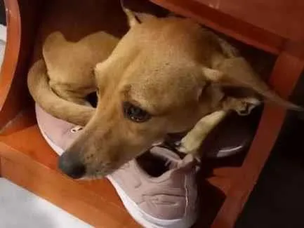 Cachorro ra a Desconhecido  idade 3 anos nome Elle