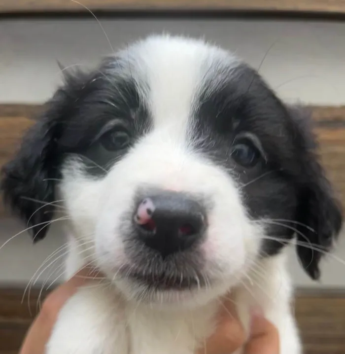 Cachorro raça SRD idade Abaixo de 2 meses nome Sem Nome