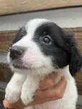 Cachorro raça SRD idade Abaixo de 2 meses nome Sem Nome