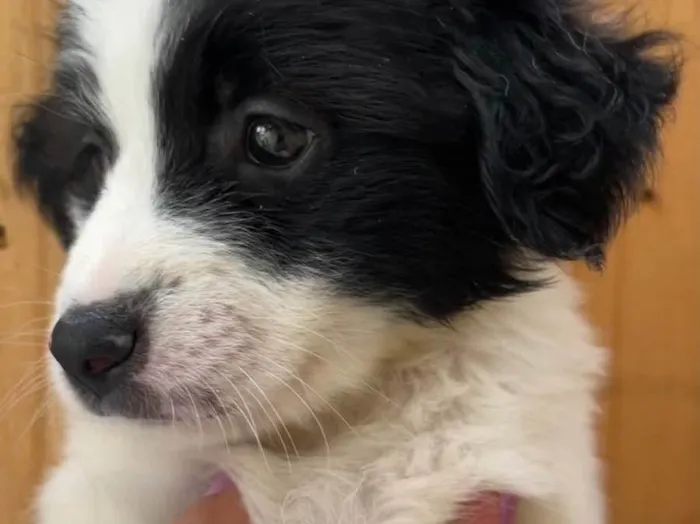 Cachorro raça SRD idade Abaixo de 2 meses nome Sem Nome