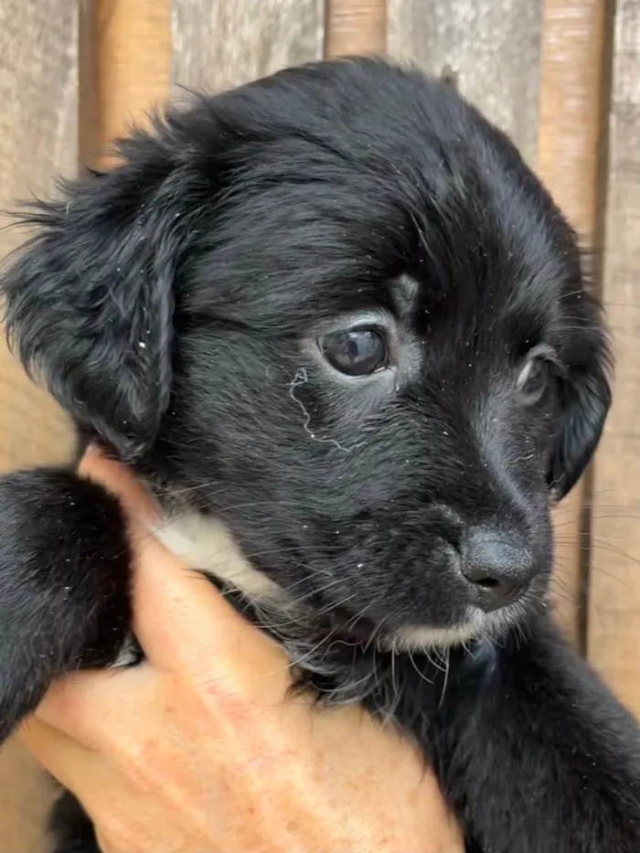 Cachorro raça SRD  idade Abaixo de 2 meses nome Sem Nome