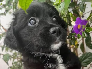 Cachorro raça SRD  idade Abaixo de 2 meses nome Sem Nome