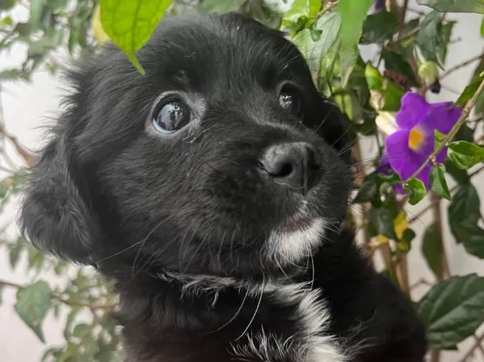 Cachorro raça SRD  idade Abaixo de 2 meses nome Sem Nome
