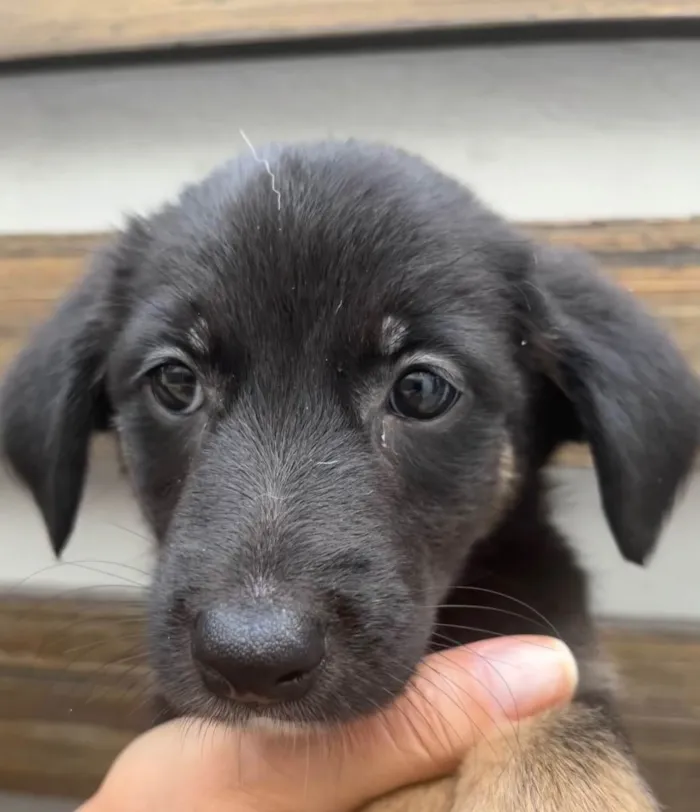 Cachorro raça SRD  idade Abaixo de 2 meses nome Sem Nome