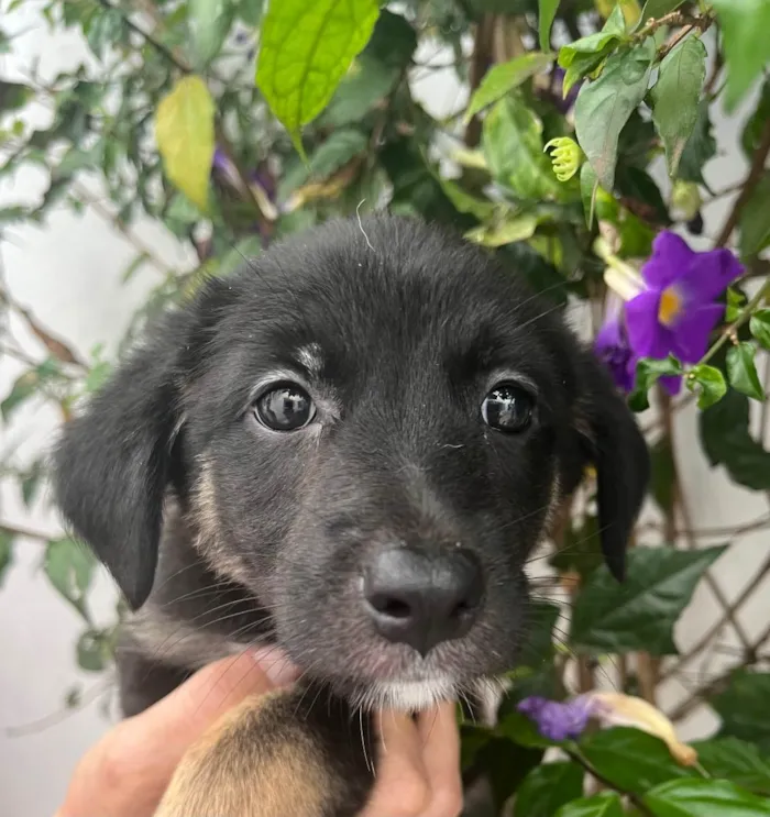 Cachorro raça SRD  idade Abaixo de 2 meses nome Sem Nome