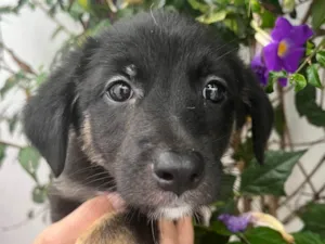 Cachorro raça SRD  idade Abaixo de 2 meses nome Sem Nome