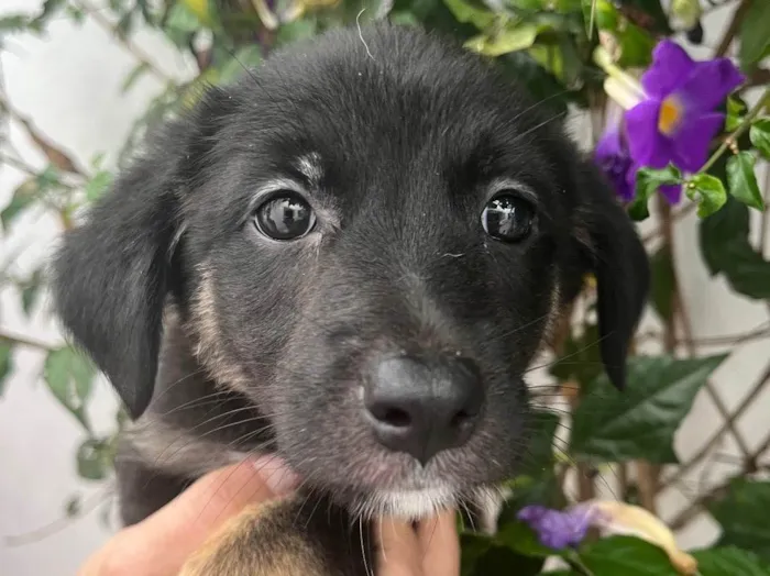 Cachorro raça SRD  idade Abaixo de 2 meses nome Sem Nome