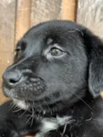 Cachorro raça SRD  idade Abaixo de 2 meses nome Sem Nome