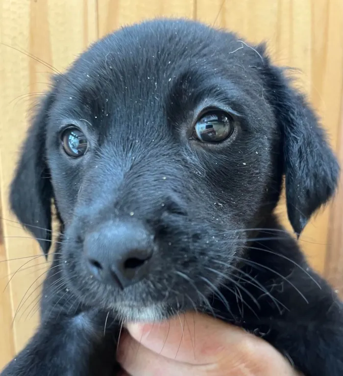 Cachorro raça SRD  idade Abaixo de 2 meses nome Sem Nome
