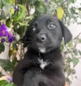 Cachorro raça SRD  idade Abaixo de 2 meses nome Sem Nome