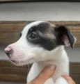Cachorro raça SRD  idade Abaixo de 2 meses nome Sem Nome