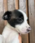 Cachorro raça SRD  idade Abaixo de 2 meses nome Sem Nome