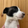 Cachorro raça SRD  idade Abaixo de 2 meses nome Sem Nome