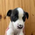 Cachorro raça SRD  idade Abaixo de 2 meses nome Sem Nome