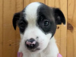 Cachorro raça SRD  idade Abaixo de 2 meses nome Sem Nome