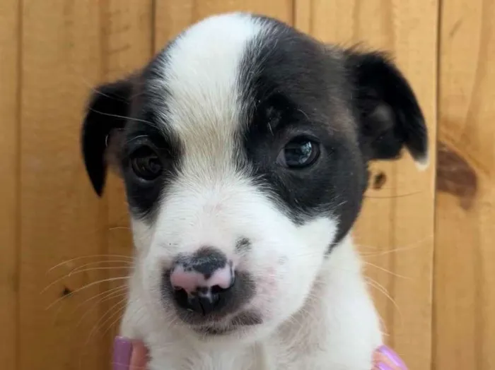 Cachorro raça SRD  idade Abaixo de 2 meses nome Sem Nome