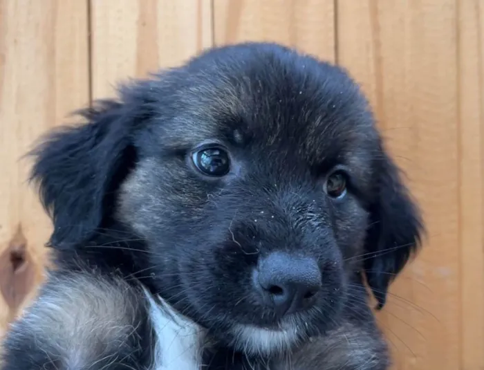Cachorro raça SRD  idade Abaixo de 2 meses nome Sem Nome