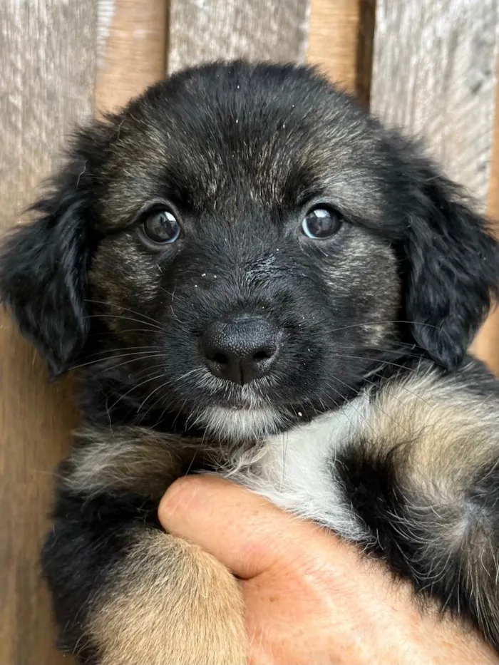 Cachorro raça SRD  idade Abaixo de 2 meses nome Sem Nome