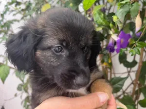 Cachorro raça SRD  idade Abaixo de 2 meses nome Sem Nome