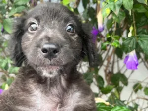 Cachorro raça SRD  idade 2 a 6 meses nome Sem Nome