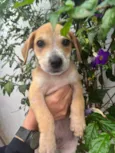 Cachorro raça SRD  idade 2 a 6 meses nome Sem Nome