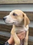 Cachorro raça SRD  idade 2 a 6 meses nome Sem Nome