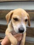 Cachorro raça SRD  idade 2 a 6 meses nome Sem Nome
