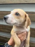 Cachorro raça SRD  idade 2 a 6 meses nome Sem Nome