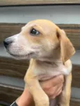 Cachorro raça SRD  idade 2 a 6 meses nome Sem Nome