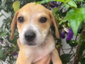 Cachorro raça SRD  idade 2 a 6 meses nome Sem Nome