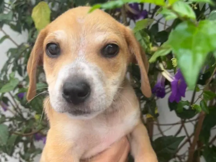 Cachorro raça SRD  idade 2 a 6 meses nome Sem Nome