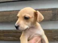 Cachorro raça SRD  idade 2 a 6 meses nome Sem Nome