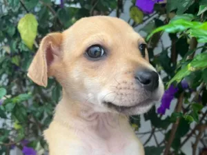 Cachorro raça SRD  idade 2 a 6 meses nome Sem Nome