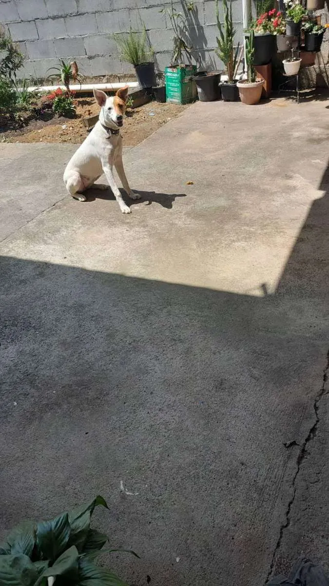 Cachorro ra a SRD idade 1 ano nome Nina