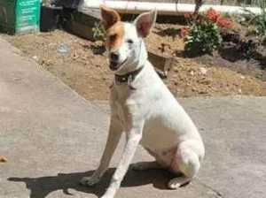 Cachorro raça SRD idade 1 ano nome Nina