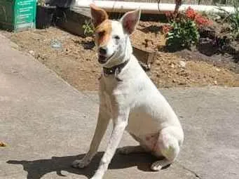 Cachorro ra a SRD idade 1 ano nome Nina